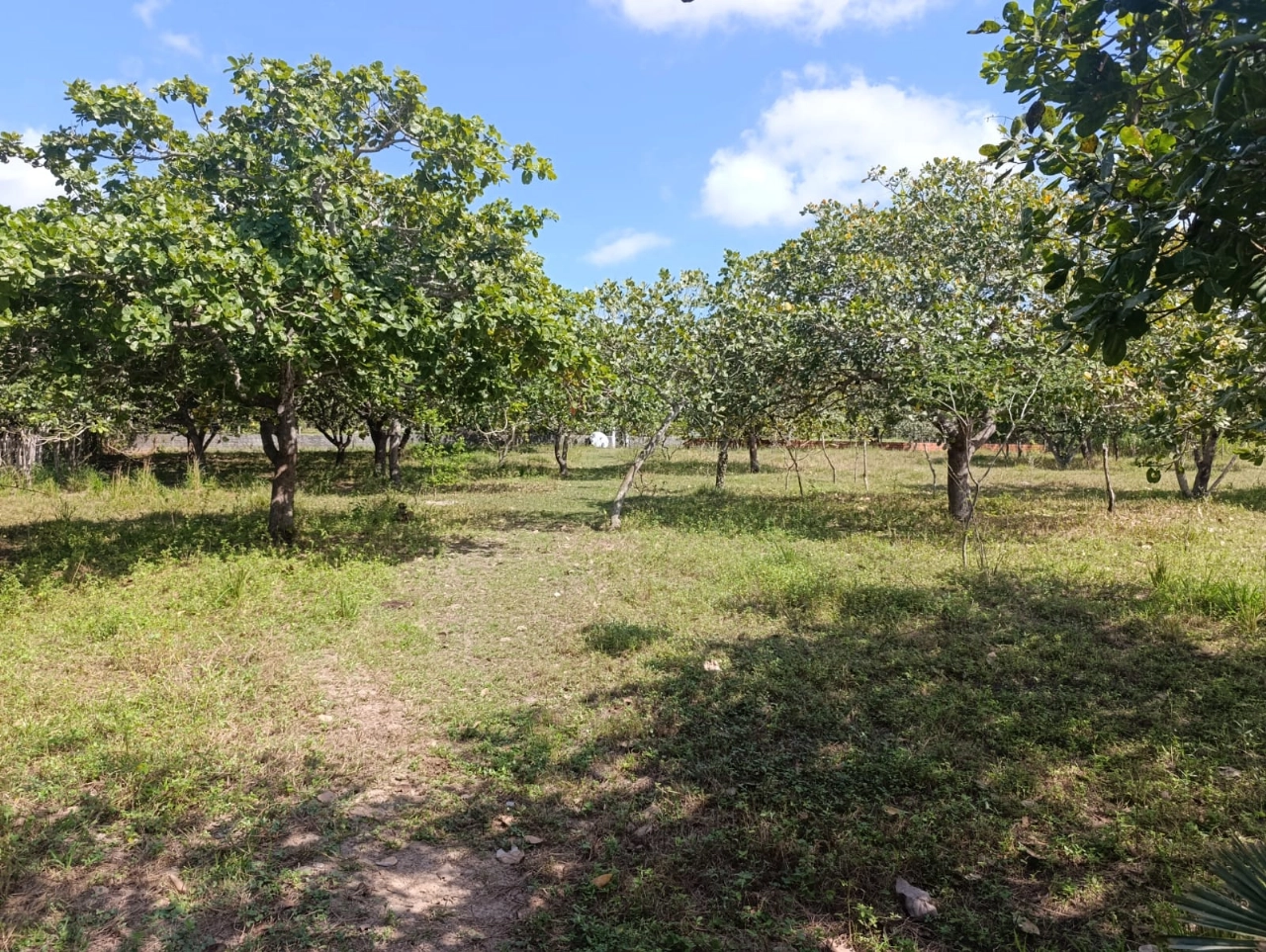 Sitio em Tururu no bairro Cemoaba por 182.000,00 reais - Imagem 13
