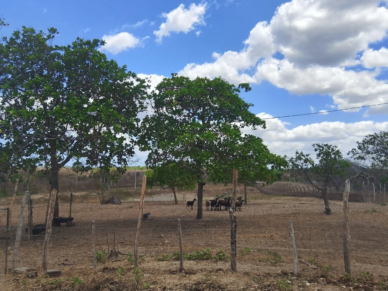 Sitio em Itapipoca no bairro trapiá por 1.400,00 reais - Imagem 3 Sitio em Itapipoca no bairro trapiá por 1.400,00 reais - Imagem 3